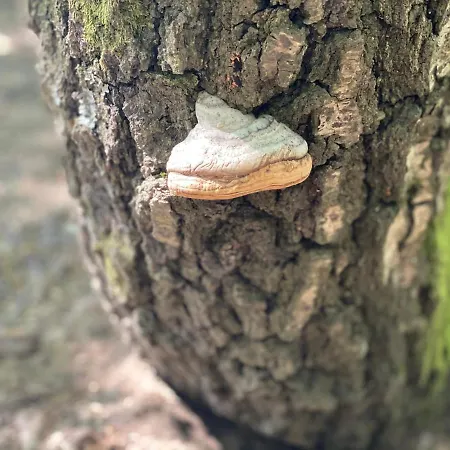 シャレー Sanmari_forest Ledenice